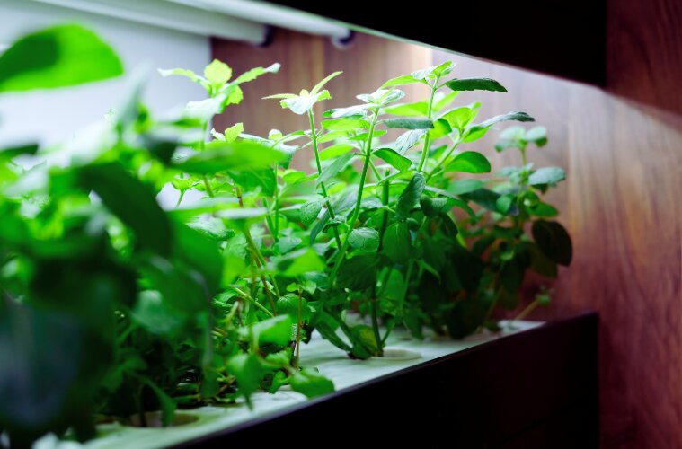 Hydroponic Plant Growing in Artificial Light